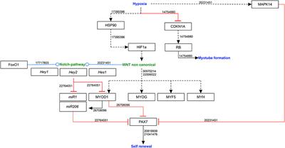 Hypoxic Signaling in Skeletal Muscle Maintenance and Regeneration: A Systematic Review